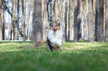 Cute tricolor dog sheltie breed is running and playing on green grass. Shetland sheepdog in spring...