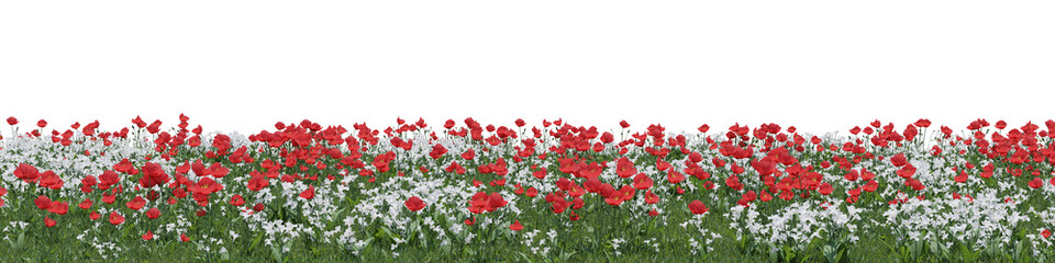 Obraz premium Evergreen flowers and grass field in nature, Red poppy on garden in springtime, Tropical forest isolated on transparent background - PNG file, 3D rendering illustration for create and design or etc