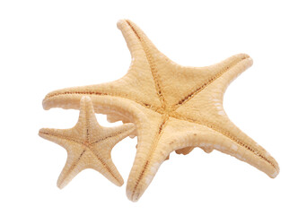 Starfish isolated on white background