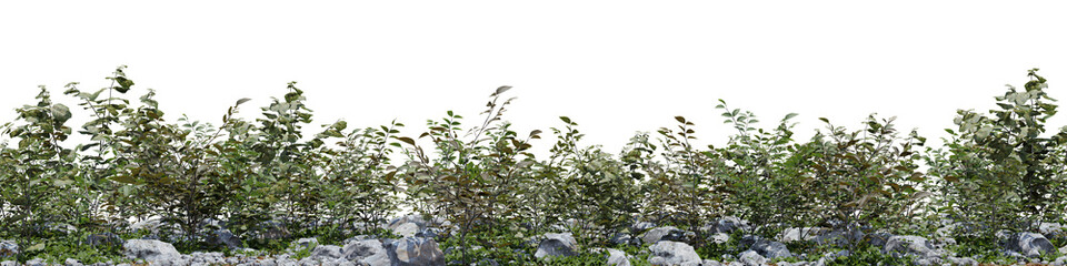 Evergreen tree with rock in nature, Trees on garden in summer, Tropical forest isolated on transparent background - PNG file, 3D rendering illustration for create and design or etc