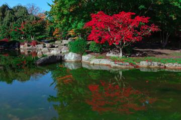 Fototapeta na wymiar Red tree reflection in the water . Ornamental garden with pond 