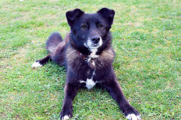 Black dog looks into the distance, lying on a green lawn