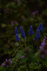 Blue beautiful flowers in grass in the garden