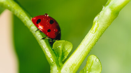 Ladybug under the basil leaf o fa plant