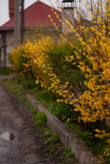 View of bushes with yellow flowers