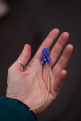 View on blue flowers in a hand of a girl in the garden