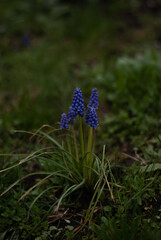 Close up of blue beautiful flowers in grass in the garden