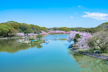 Fototapeta premium 春の池