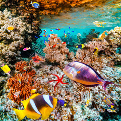Fototapeta na wymiar Magnificent underwater world of the tropical ocean.