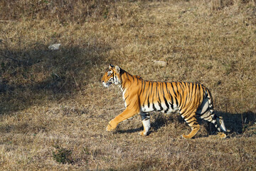 The Bengal tiger (Panthera tigris tigris) in a typical environment of the South Indian jungle. A young tigress in sneaks up on prey.