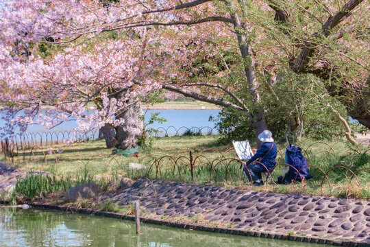 桜の木の下で絵を描く人