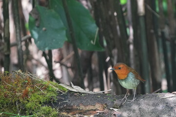 japanese robin in a forest