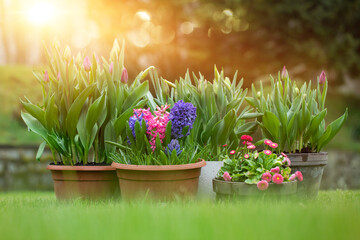 wiosenne kompozycje kwiatowe w ogrodzie, tulipany, narcyze, hiacynty, stokrotki w promieniach...