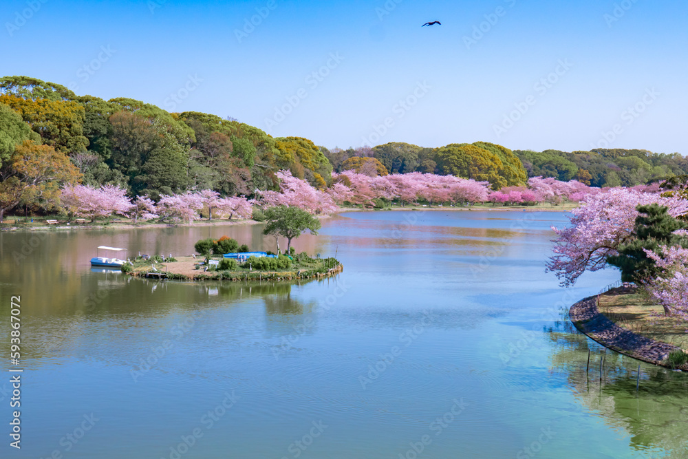 Sticker 池の周りに咲く桜