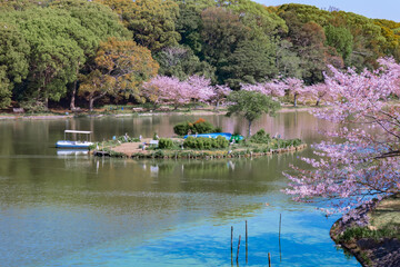 池の周りに咲く桜