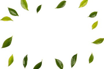 Green ficus leaves frame on white background