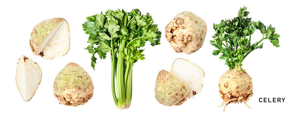 Green celery and celery root with leaves. Garden celery set. PNG isolated with transparent background. Flat lay, top view. Without shadow.