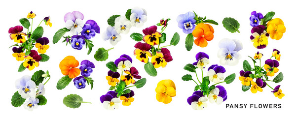 Viola pansy flower. Beautiful spring flowers and leaves set. PNG isolated with transparent...
