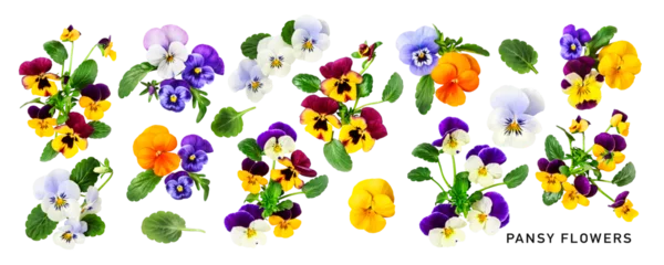 Badkamer foto achterwand Viola pansy flower. Beautiful spring flowers and leaves set. PNG isolated with transparent background. Flat lay, top view. Without shadow. © ifiStudio