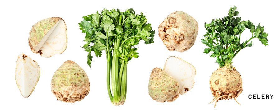 Green celery and celery root with leaves. Garden celery set. PNG isolated with transparent background. Flat lay, top view. Without shadow.