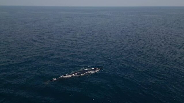 Fin Sei Blue whale swim near boat in Sri Lanka bay. Whale watching tour in Baja California, Mexico. Bird eye view of whales in blue sea. Whale fountain. Gray Whale Family socialize and rub against