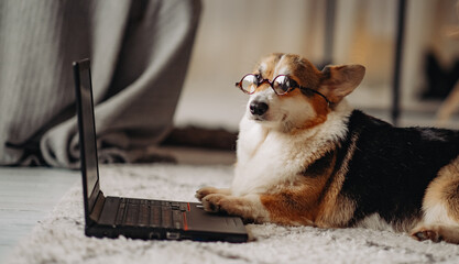 Cardigan welsh corgi wearing glasses and working on a laptop