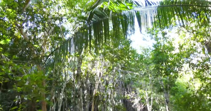 Dense rain-forest growing over the Mayan ruins at Chacchoben, Mayan archeological site, Quintana Roo, Mexico.Tilt up camera