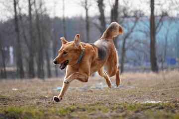 russian half-breed hound running in the field