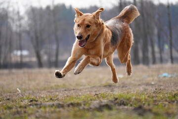 russian half-breed hound running in the field