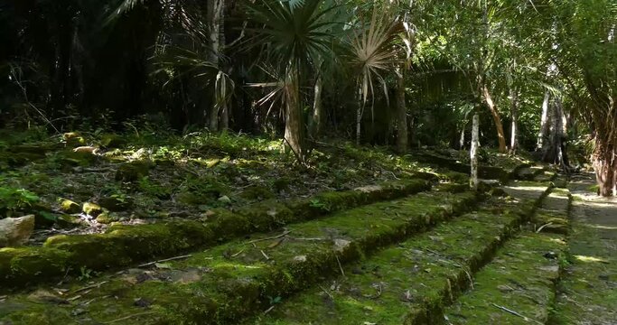 Dense rain-forest growing over the Mayan ruins at Chacchoben, Mayan archeological site, Quintana Roo, Mexico
