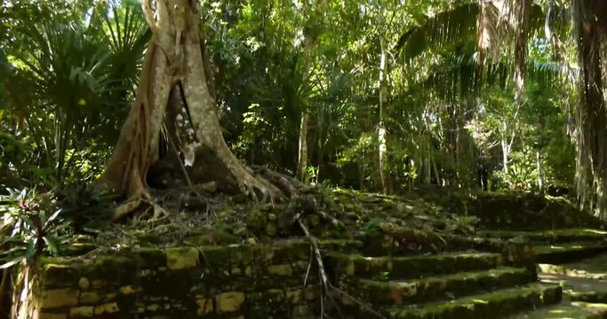 Dense rain-forest growing over the Mayan ruins at Chacchoben, Mayan archeological site, Quintana Roo, Mexico.Tilt down camera