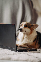 Cardigan welsh corgi wearing glasses and working on a laptop