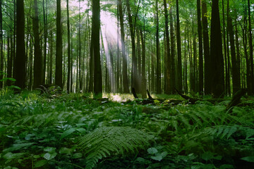 forest scenery with beam rays falling through green trees, abstract natural background. aesthetic mood, harmony, idyllic landscape, Magical, Fairytale woodland. wildlife, travel concept.