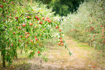 Apple garden with ripe apples - 593873243