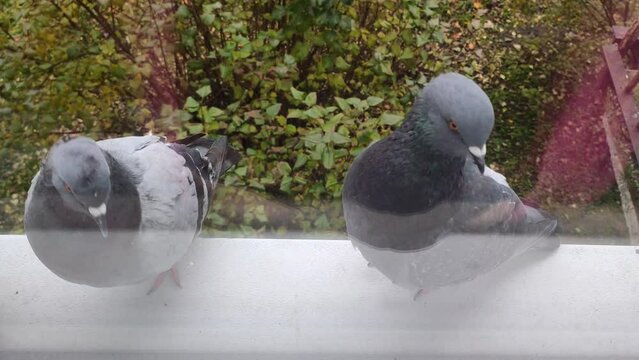 Pigeons resting on a windowsill in the city.