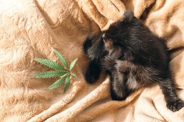 The concept of animal feed, vitamins with CBD oil and cannabis. Cute black kittens in their arms a...