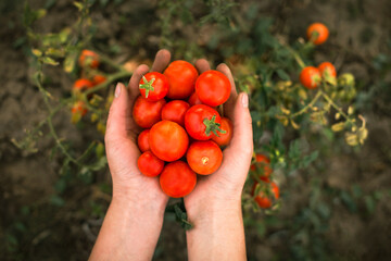 farmer hands with fresh red tomatoes on background of garden bed with ripe tomatoes. top view