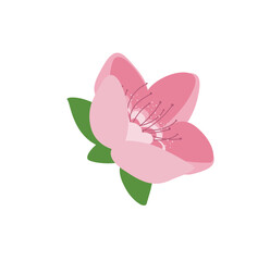 Concept Cherry blossom flowers. The use of negative space in this illustration of a cherry blossom flower creates a striking contrast between the delicacy of the flower. Vector illustration.