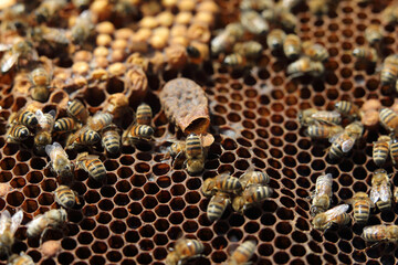 the royal cell hatched by the queen bee