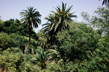 Fototapeta na wymiar palm trees in the forest