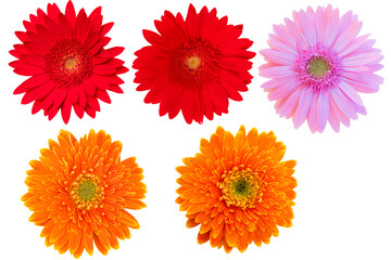 Tone Red Coloer Collection Gerbera Daisy on white background.flower on clipping path.