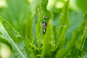 close-up flea beetle black insect with dung on leaf