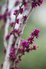 Cercis chinesis Avondale close up of branches and blossoms