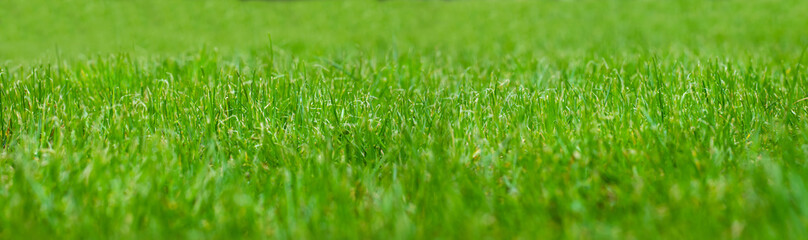 zielona trawa na wiosne, piękny zielony trawnik w ogrodzie, green grass - obrazy, fototapety, plakaty