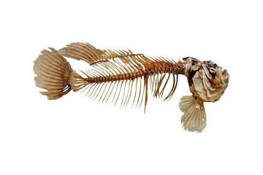 Big Goliath grouper fish skeleton isolated on white background. 