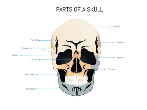 Discovering the anatomy of a human skull. Infographic of a skull with the most important parts in different colors on a white background.