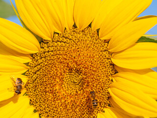 Sonnenblume, Helianthus annuus, in einer Nahaufnahme