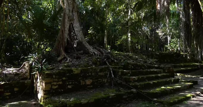 Ceiba tree growing over the Mayan ruins at Chacchoben, Mayan archeological site, Quintana Roo, Mexico