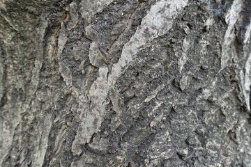 Macro of grey bark of common walnut tree