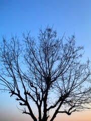 silhouette tree in the sky